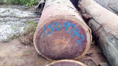 Resistência à podridão Corpo roxo 905 Kg / M3 3 - 5 Ft Diâmetro do tronco